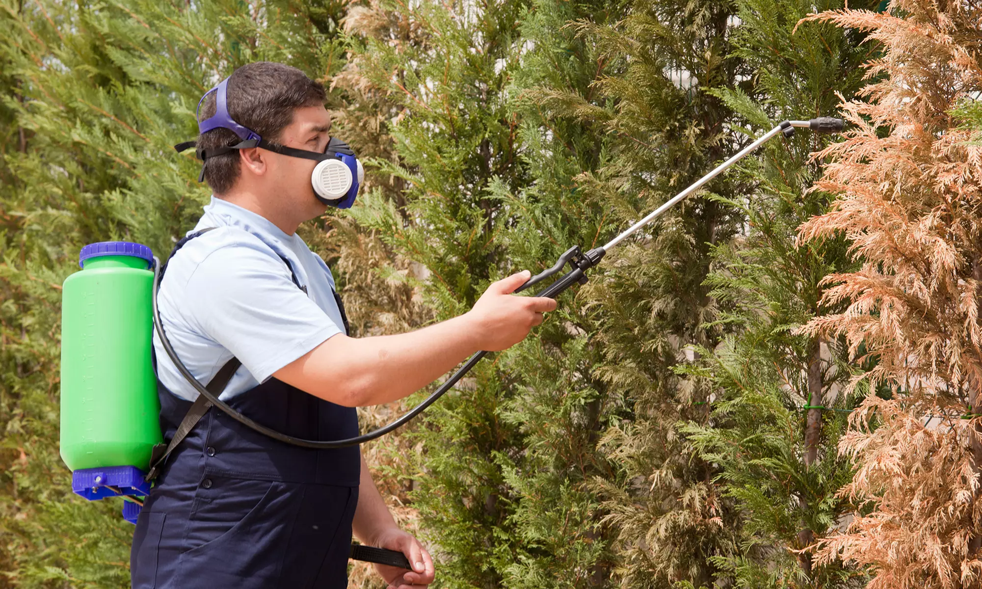 Pest-Control Treatment from Go Green! Pest Control Services (Up to 62% Off).   - Primary Image
