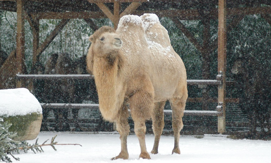 Image 4: 2 Tageskarten Zoo Frankfurt