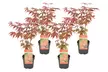4er-Set Japanische Ahorne „Orange Dream“, „Atropurpureum“, „Butterfly“ oder „Going Green“ - Second Medium
