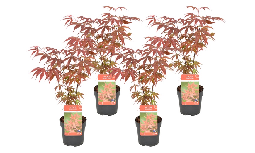 Image 2: Set van 4 Japanse esdoorns 'Acer Palmatum'