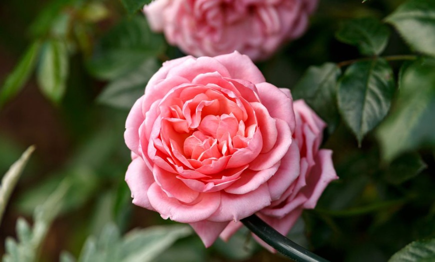 Image 10: Upto 6 Scented Climbing Rose Collection