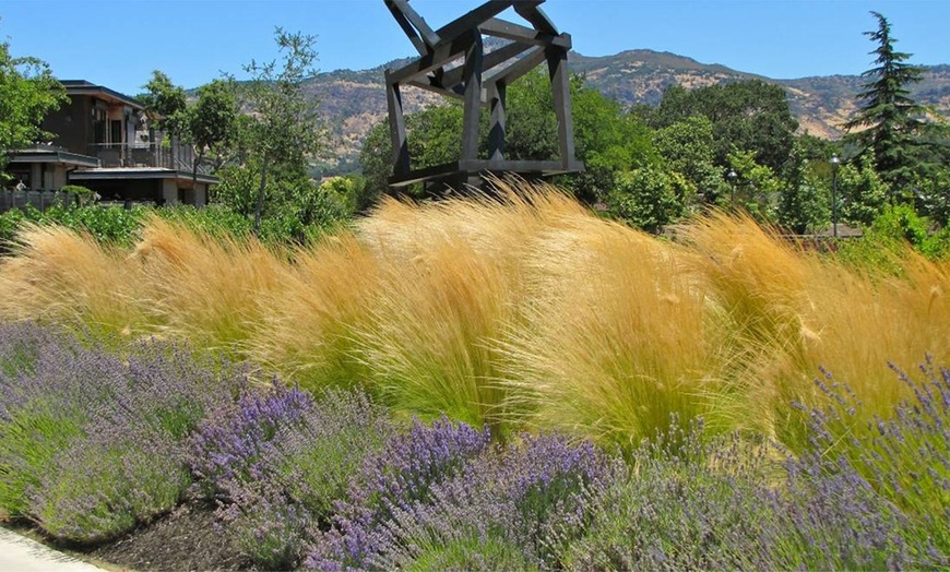 Image 5: Stipa Ponytails Grass