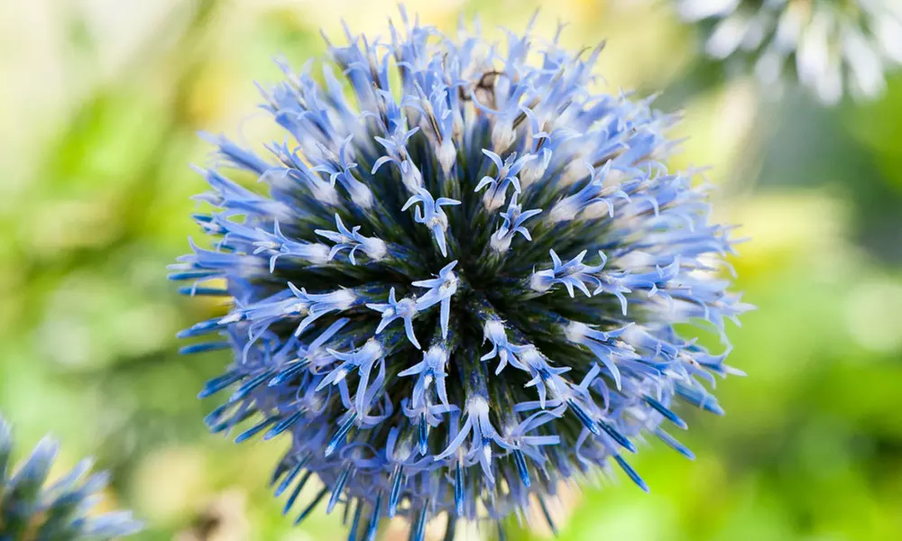 Lucky Dip Cottage Garden Perennial Plants - up to 36 Potted Plants