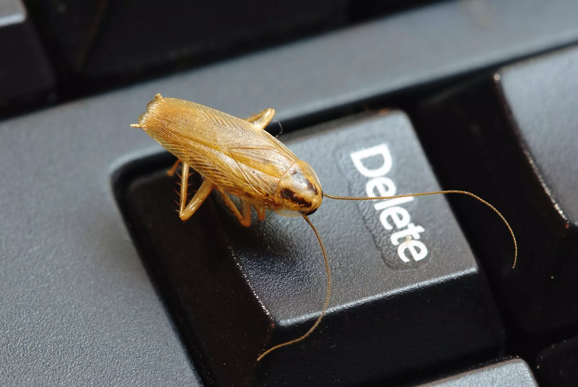 $100 for $125 Worth of Services — Safeway Termite and Pest Control - Primary Image