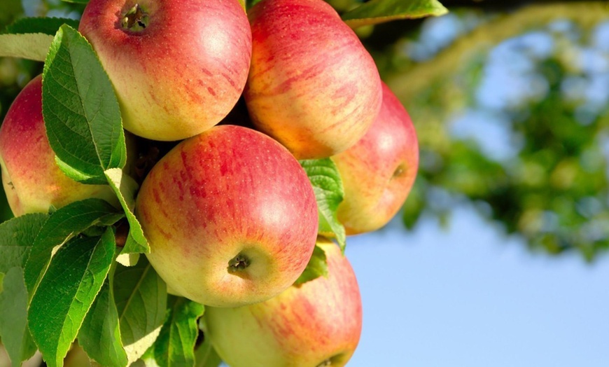 Image 5: Four Pillar Fruit Trees