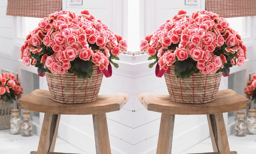 Image 2: Festive Begonia Borias Rosebud Houseplant in Zinc Pot