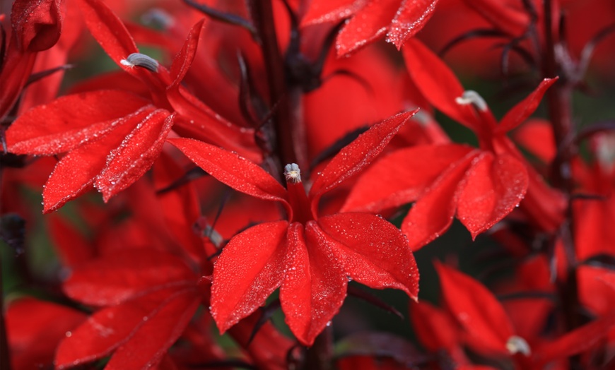 Image 1: One, Three or Five Lobelia Bees Flame Plants