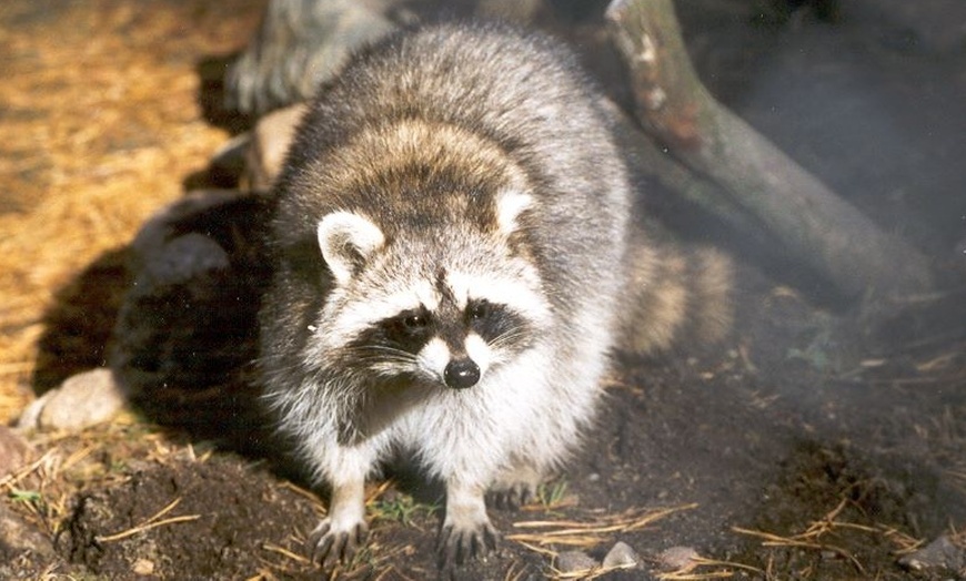 Image 7: Entdecke Wildtiere hautnah: Eintritt Wildpark Johannismühle