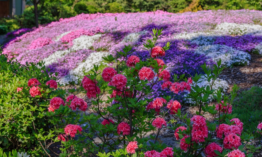 Image 3: 5, 10, 20 or 50 Phlox Creeping Collection Plug Plants