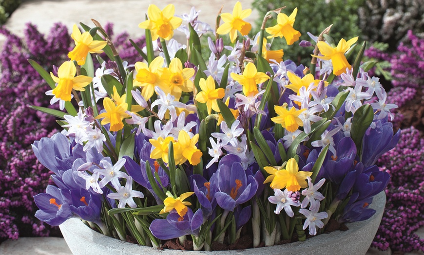 Image 1: Pots of Colour Spring Bulb Collection - 30 Bulbs