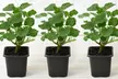 Lavatera Barnsley Baby Hardy Shrub Plants -1, 2 or 3 Potted Plants - Image 7