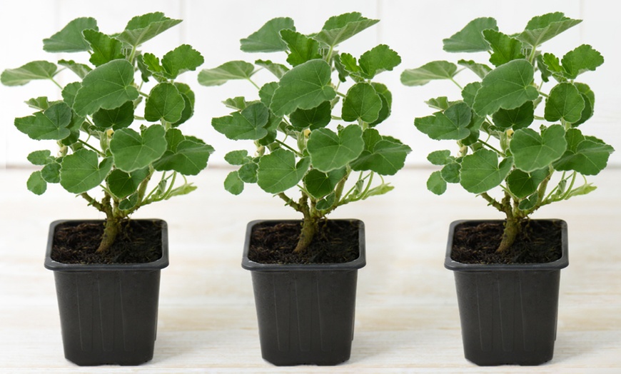 Image 7: Lavatera Barnsley Baby Hardy Shrub Plants -1, 2 or 3 Potted Plants