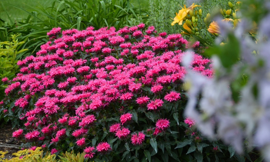 Image 6: 6, 12 or 18 Monarda Plants
