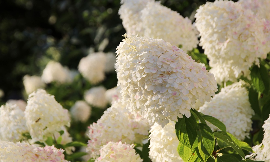 Image 3: Hydrangea Paniculata Selection - 1, 2 or 3 Potted Plants