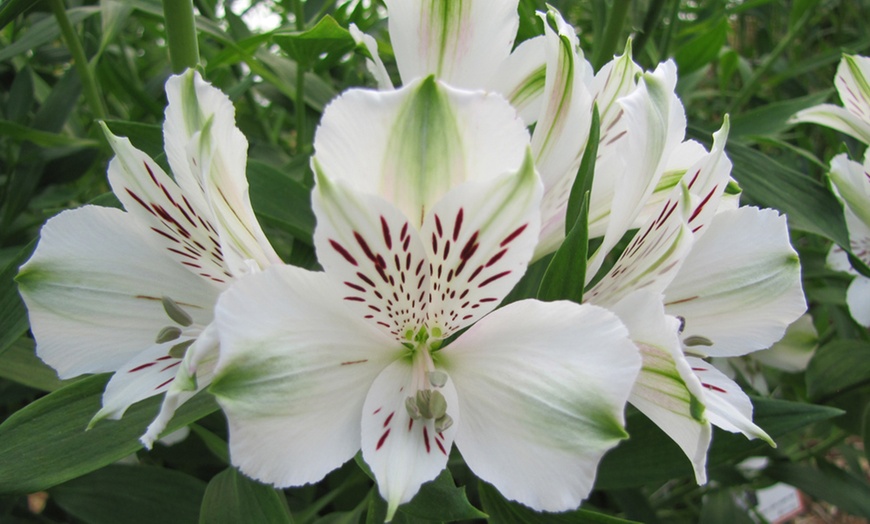 Image 1: White Alstroemeria Majestic 'Maze' - 1, 3 or 5 Potted Plants