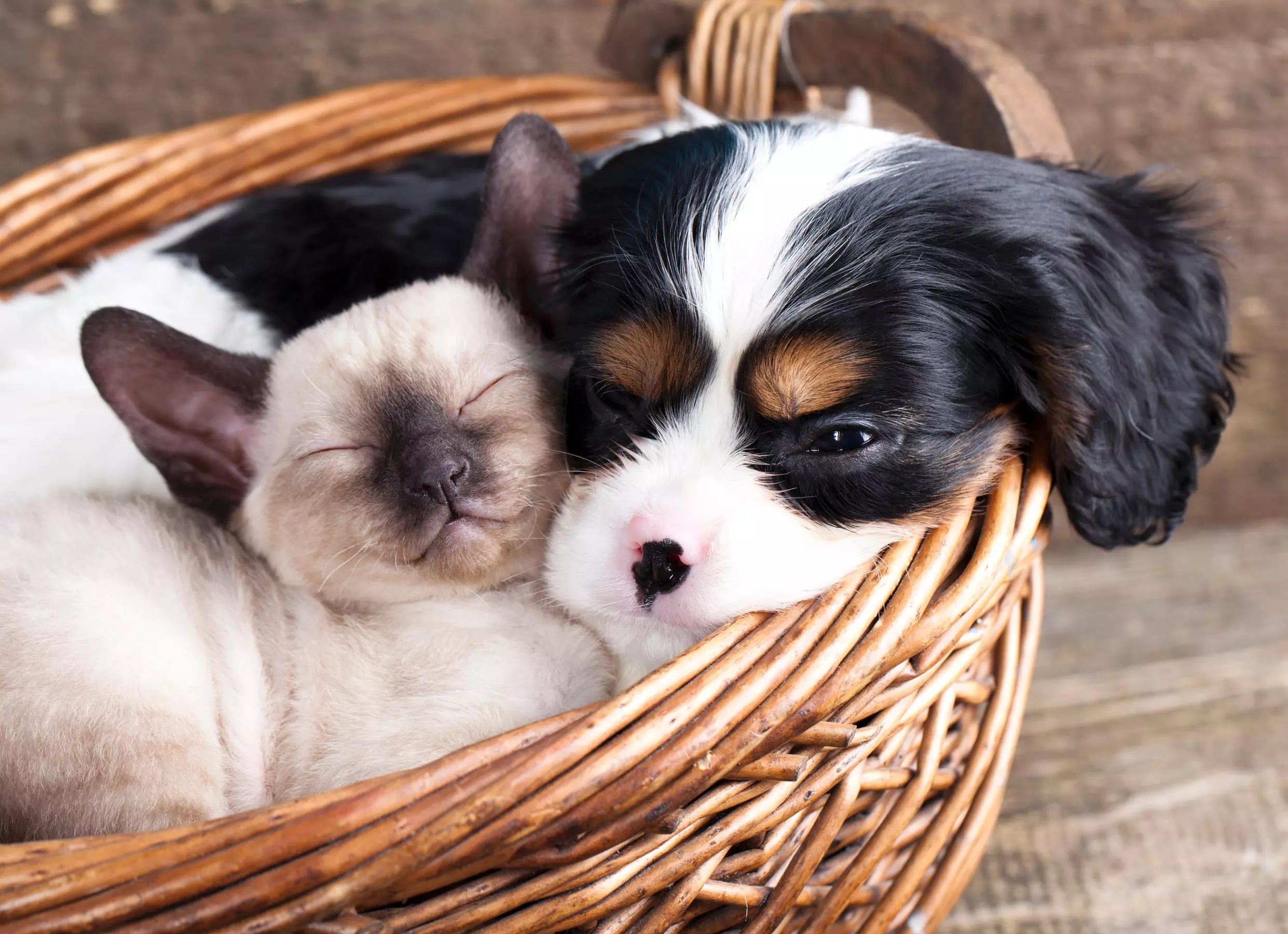 $48 Off $96 Worth of Pet - Waste Removal - Primary Image