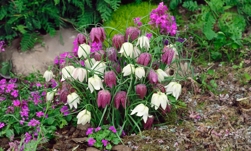 Image 4: Mix de bulbos de Fritillaria Meleagris