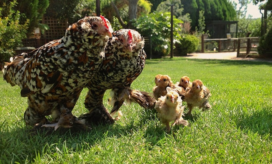 Image 4: Entry to Totnes Rare Breeds Farm with Summer Availability
