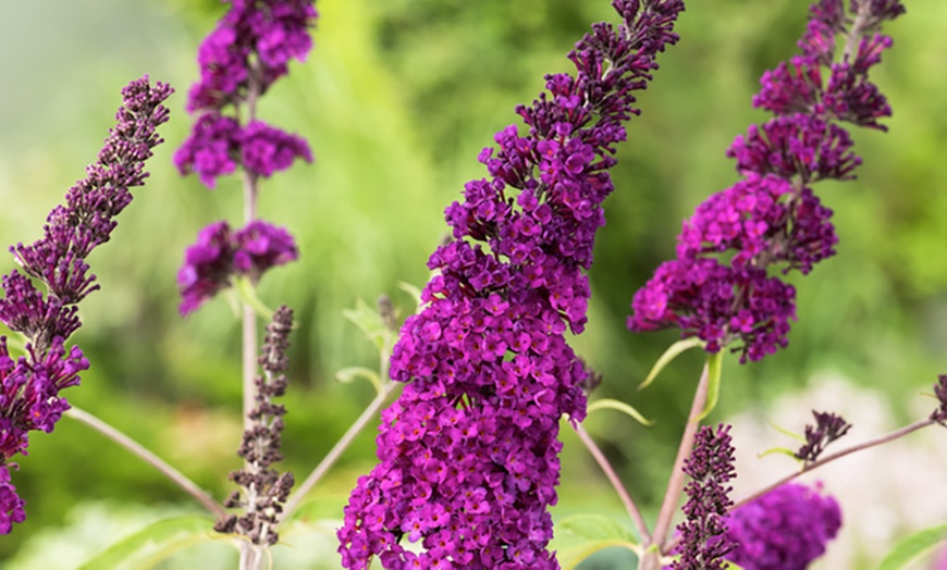 Image 3: 3x oder 8x Schmetterlingsflieder „Buddleja davidii"