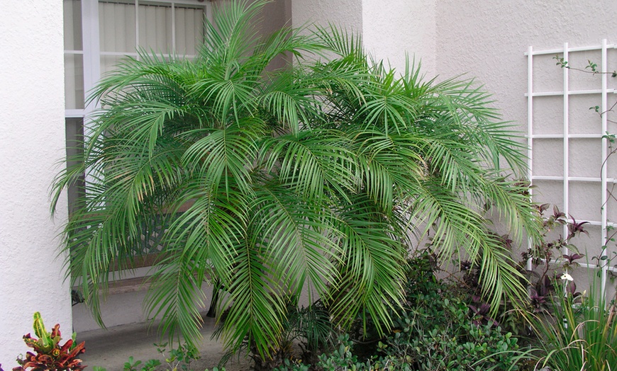 Image 2: Phoenix Roebelenii of dwergpalm