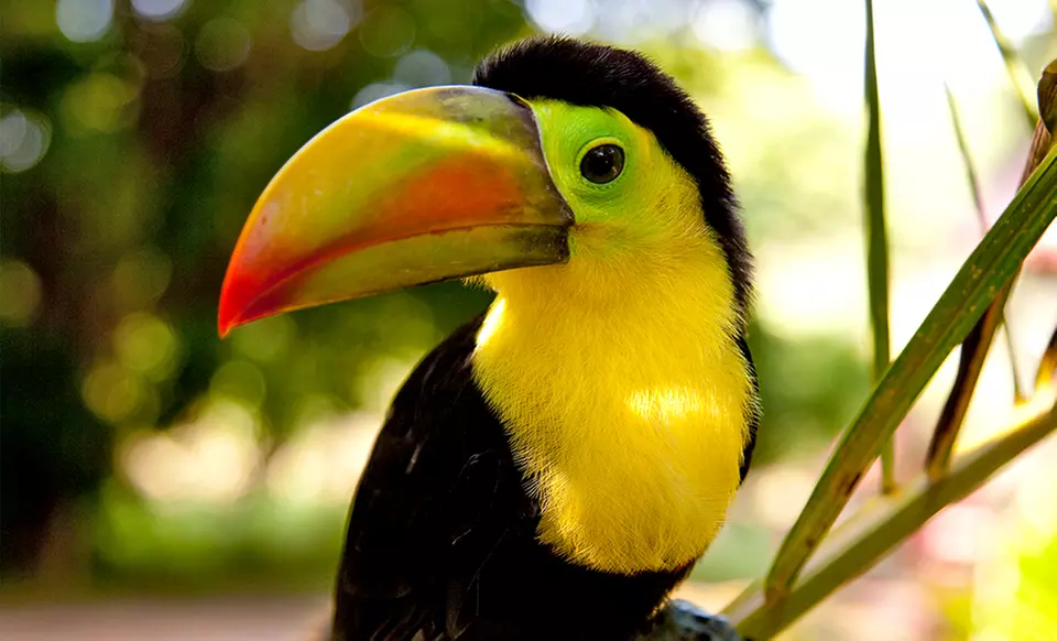 3- or 4-Night Stay with Optional Meal Plan at Midas Resort in San Ignacio, Belize - Primary Image