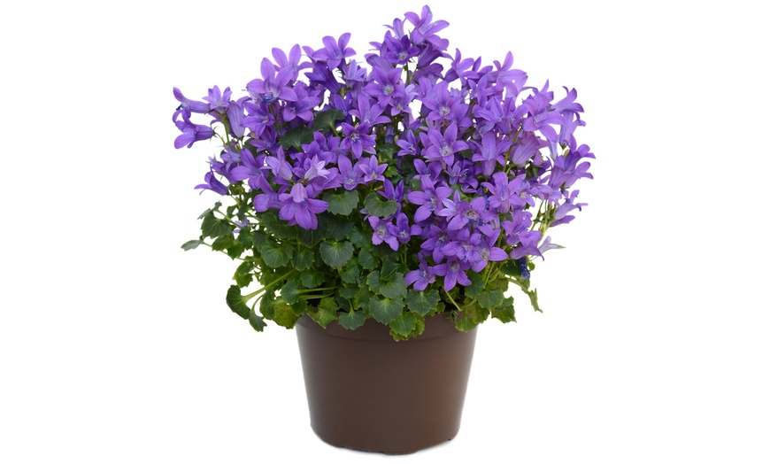 Image 5: Campanula Plants