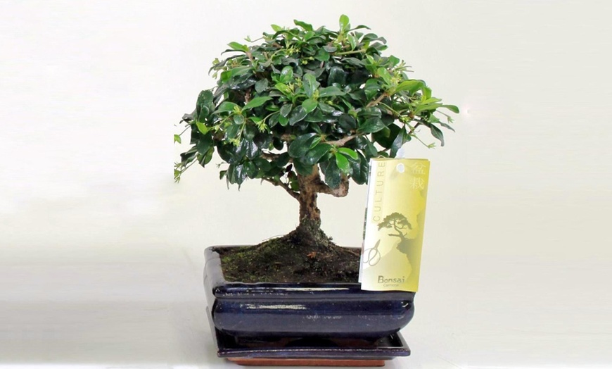 Image 3: Twee of vier Bonsai boompjes