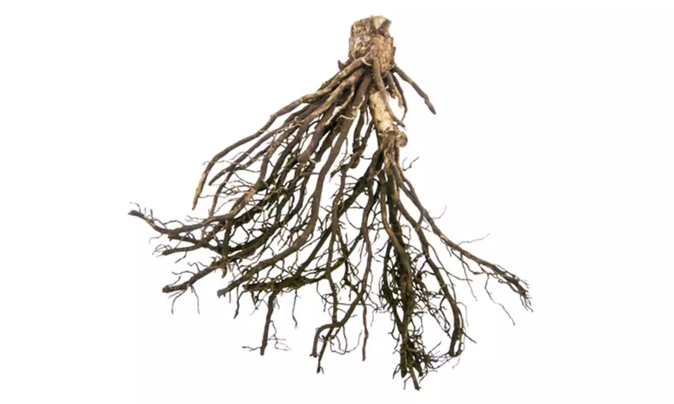 Giant Hosta Sum and Substance Bare Roots (3-Pack) - Second Medium