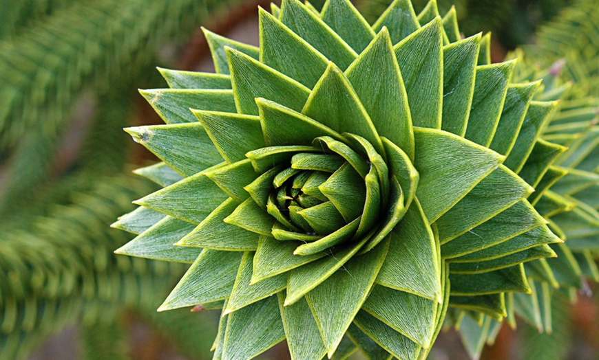 Image 4: Monkey Puzzle Tree Plant