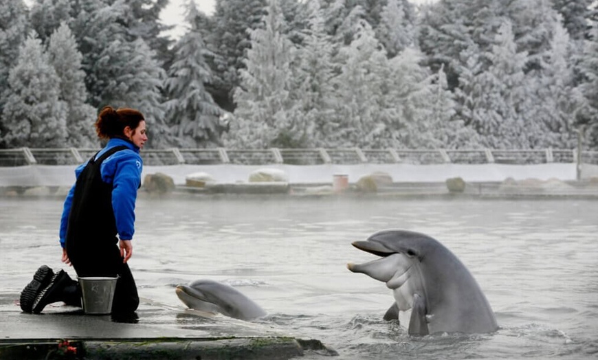 Image 6: Waar Noorderlicht dolfijnen ontmoet: tickets voor Winter Dolfinarium