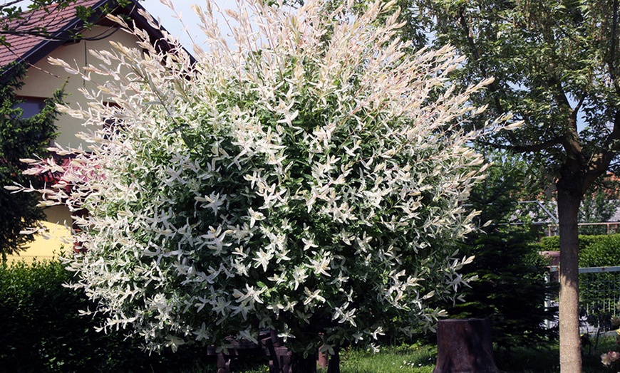 Image 2: Saule panaché et semis à feuilles roses