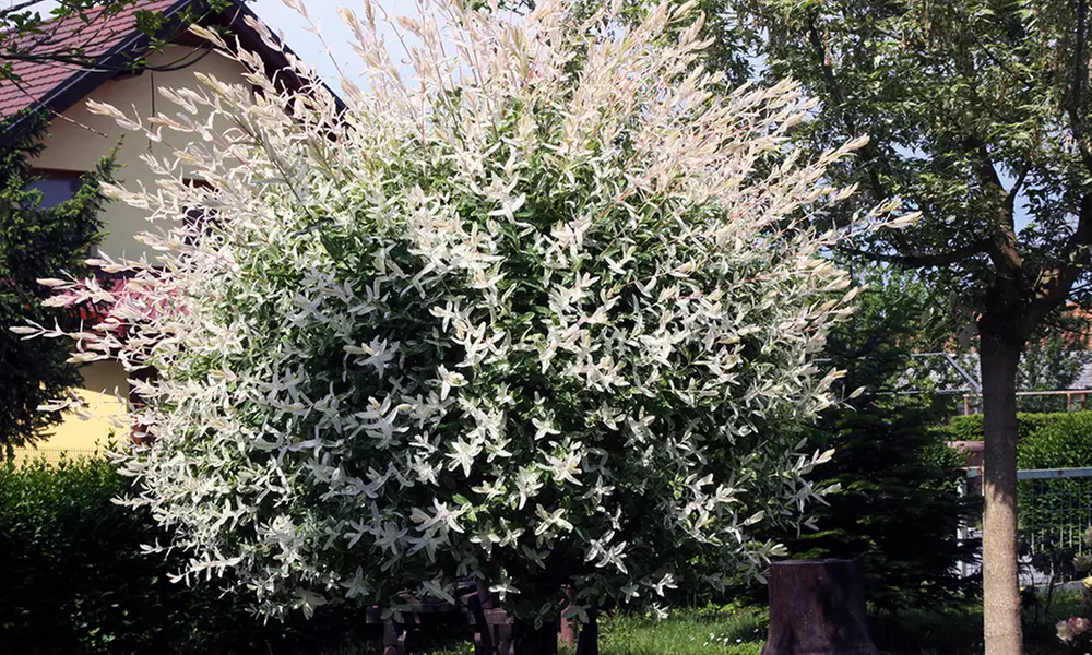 1x, 2x oder 4x Flamingobaum Hakuro Nishiki