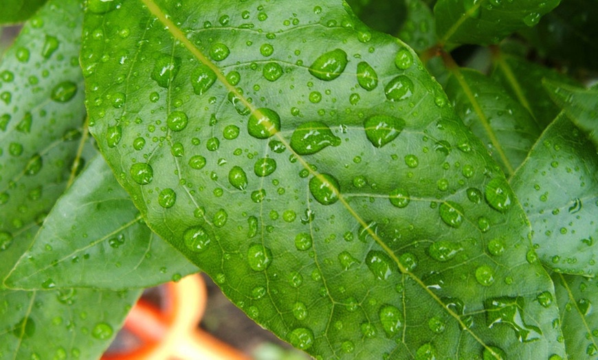 Image 3: 5, 10 or 25 Cherry Laurel Plants