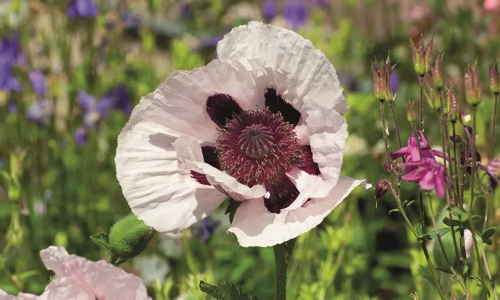 Perennial Poppy Oriental Collection - 4 or 8 Plants
