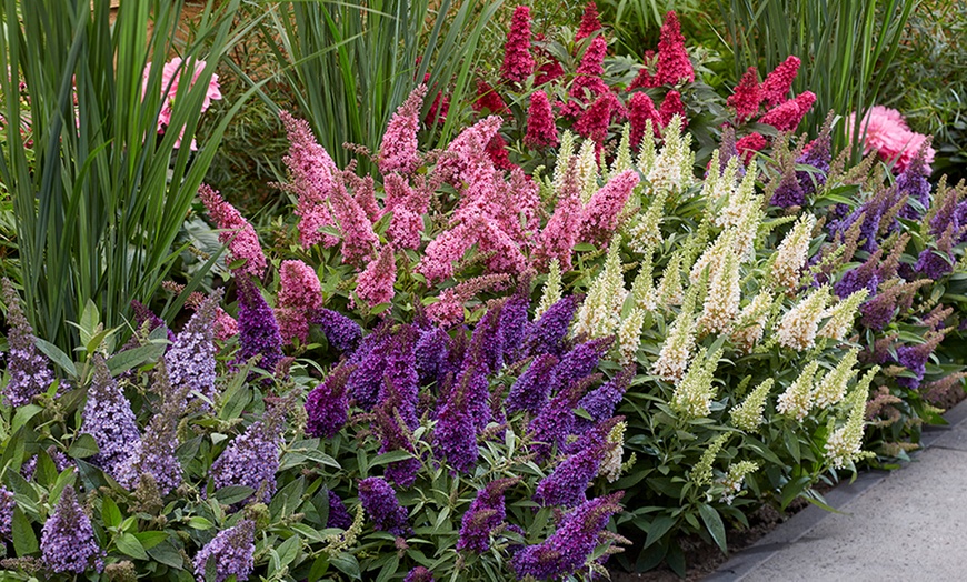 Image 1: Lot de 2 buddleias Rootz