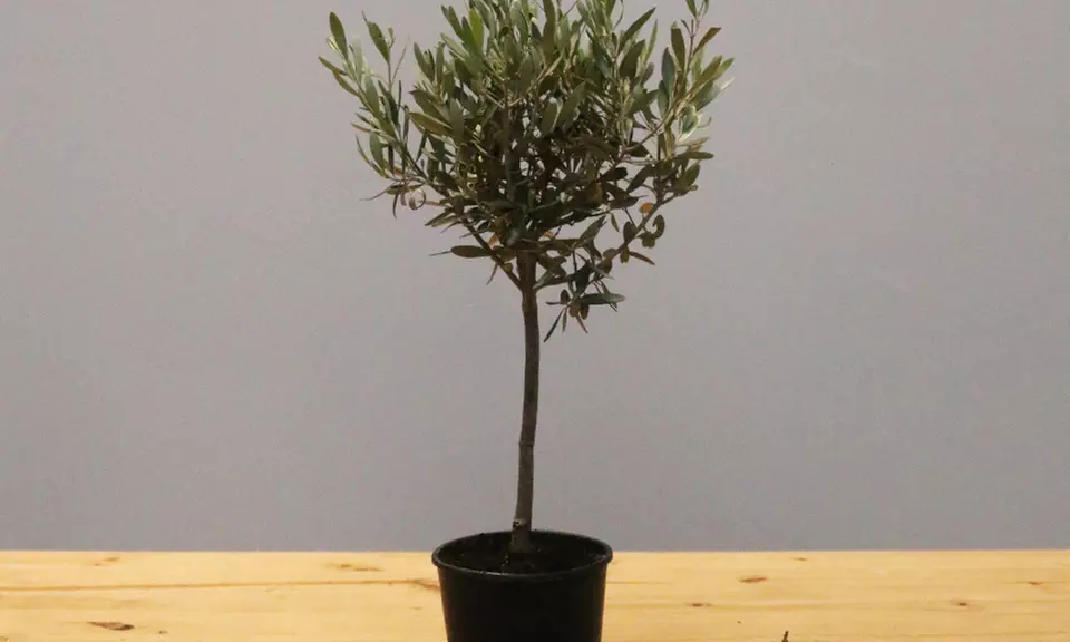 Arbre Olivier d’Europe - Second Medium