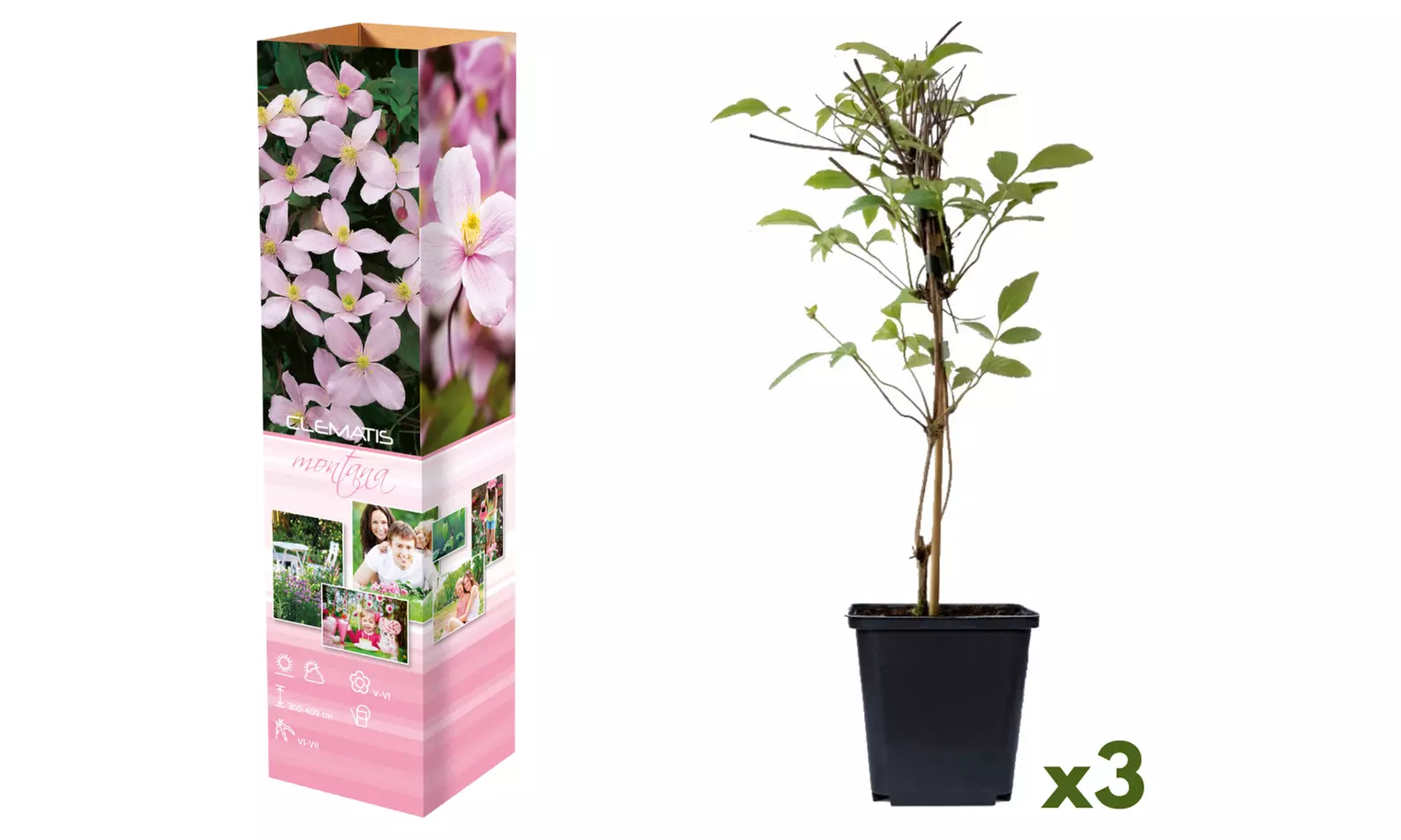 Lot de 3 Clematis au choix