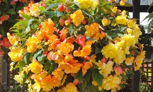 10, 20 or 30 Begonia Apricot Fiery Shades Tubers