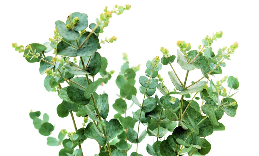 Image 6: Eucalyptus Azura Plants