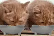 Petmaker Cat-Shaped Food and Water Dishes (2-Piece) - Second Medium