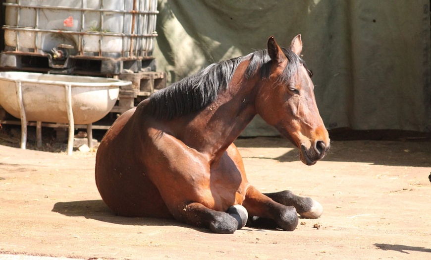 Image 4: Kuscheln mit einem Pony