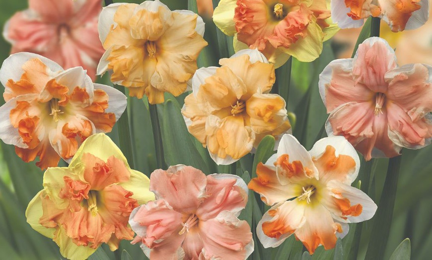 Image 1: 10, 20 or 40 Daffodil Rainbow Butterflies Mixed Bulbs