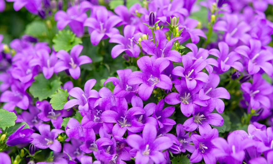 Image 4: Campanula Plants