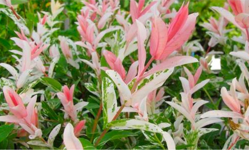 Image 3: Two Salix Flamingo Trees