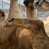 Image 2: Expert-Led Step Behind the Scenes Tour Featuring Lions, Parrots & More