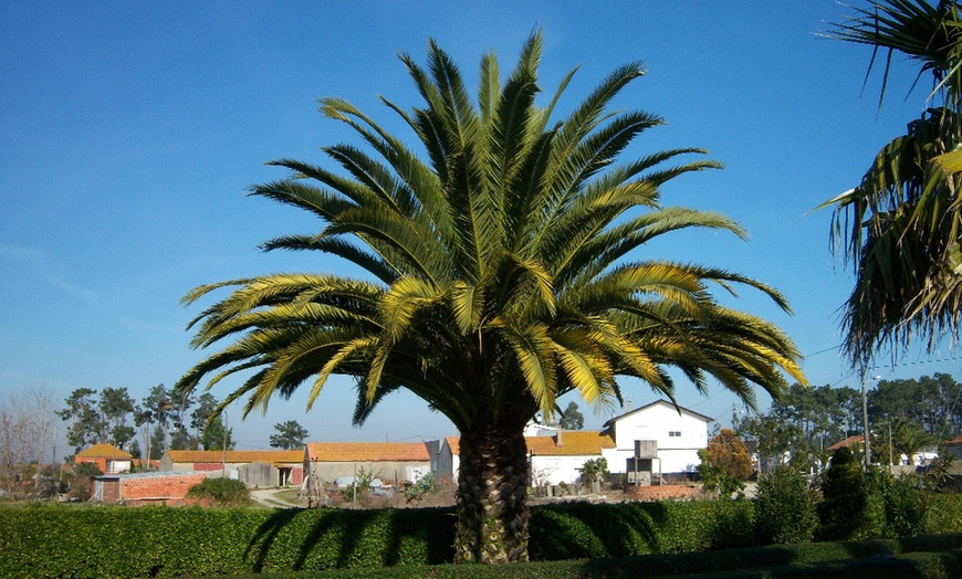 Image 2: 1, 2 ou 4 palmiers dattier des Canaries