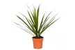 Lot de 4 plantes d'intérieur dracaena comprenant les variétés "Wahnecki", "Marginata", "Lemon Lime" et "Bicolor" - Image 6