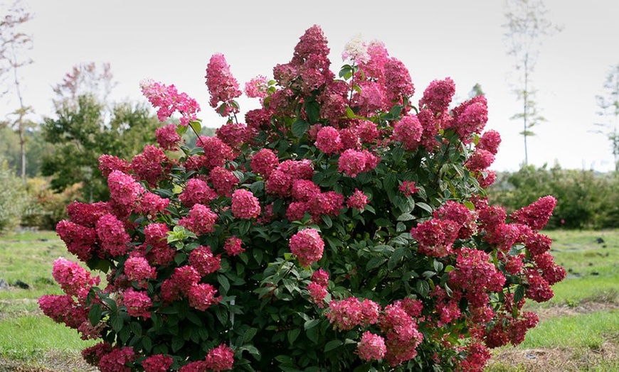 Image 2: Plant Hydrangea 'Wim's Red' XXL