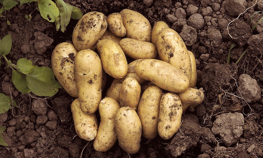 Image 6: Patio Potato Kit, Three Varieties