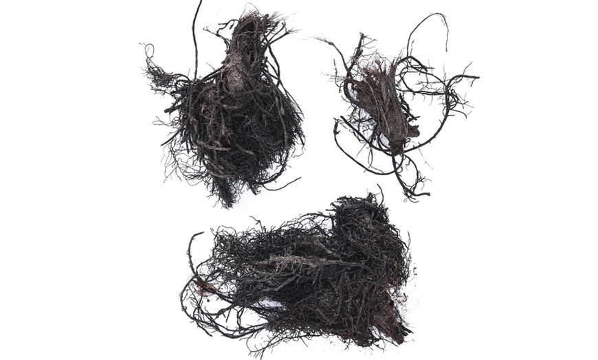 Image 5: Three or Six Bare Roots of Aquilegia Mckana Hybrids